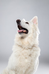 Berger blanc suisse en Studio