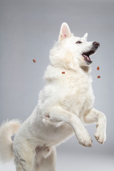 Berger blanc suisse en Studio