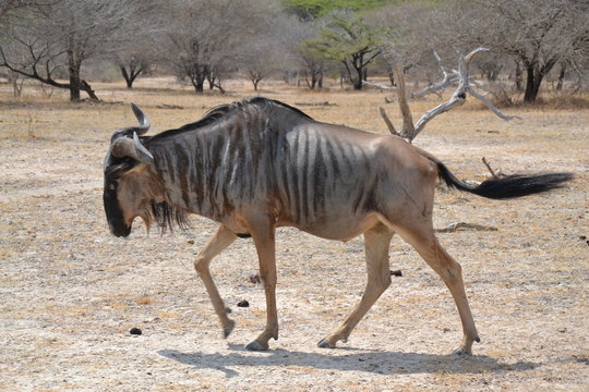 Gnou en Tanzanie
