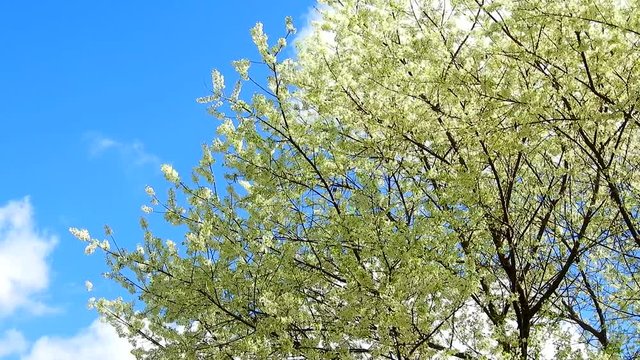 Time lapse of Cherry blossom at khun wang national park Chiang Mai in northern Thailand