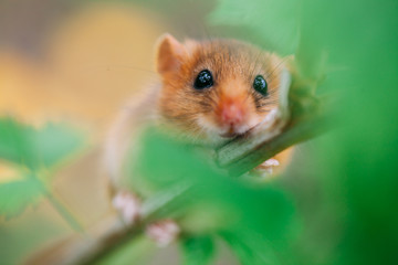 Little hazel dormouse climb the twigs in nature. Muscardinus avellanarius.