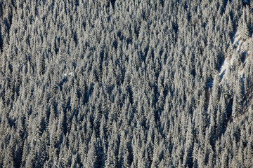 frozen forest texture or background in nature