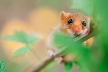 Little hazel dormouse climb the twigs in nature. Muscardinus avellanarius.