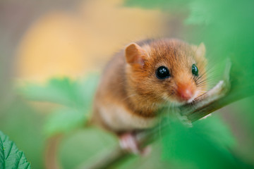 Little hazel dormouse climb the twigs in nature. Muscardinus avellanarius.