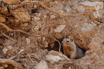 écureuil réfugié dans son terrier