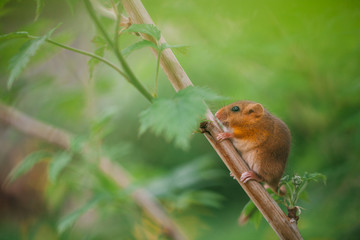 Little hazel dormouse climb the twigs in nature. Muscardinus avellanarius. Endangered animal.