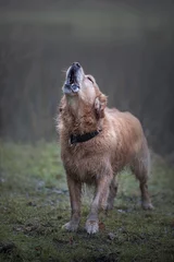 Fotobehang Labrador howls like a wolf in the fog in the rain. © Лилия Гильмутдинова