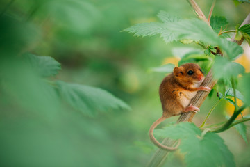 Little hazel dormouse climb the twigs in nature. Muscardinus avellanarius. Endangered animal.