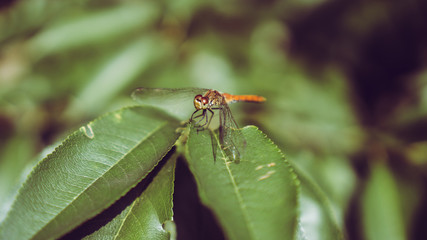 dragon fly on leaves