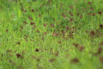 green grass