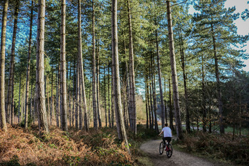 Cycling through the forest - Sherwood Forest, UK