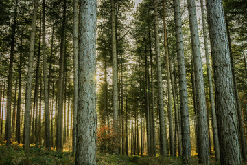 Fototapeta na wymiar Rows and rows of tine trees - Sherwood Forest, UK