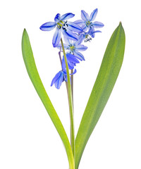 six blooms blue scilla flower on white