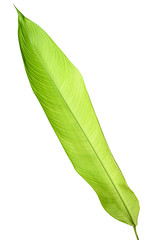 Obraz premium Heliconia variegated leaf isolated on white background with clipping path.