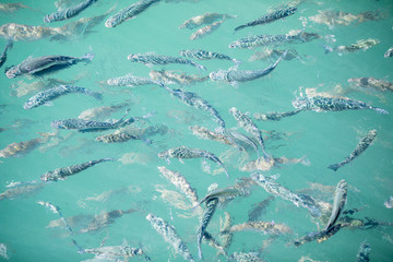 Shoal of fish in seawater, many sea fishes top view, fry in the sea, sea fishes on the water surface, on the surface of the sea water aquamarine azure reflection turquoise blue abstract background