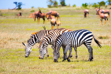 Fototapeta na wymiar African Safari in Kenya