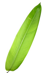 Obraz premium Heliconia variegated leaf isolated on white background with clipping path.