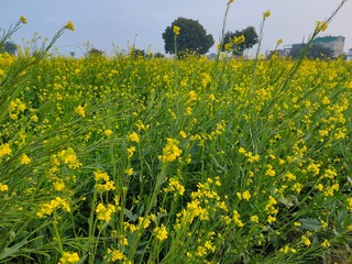 field of yellow flowers