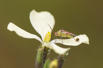 Raphanus raphanistrum jointed charlock cream-colored cruciferous flower with purple nerves and a colored bug on top
