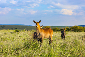 The large strong antelope - waterbuck
