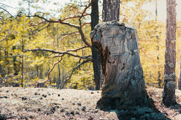 Old pine tree stump on hill in the forest.