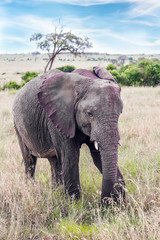 Obraz premium African elephant
