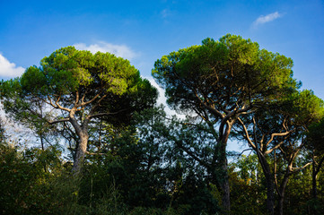Cedar pine (Pinus pinea), Italian cedar pine, umbrella pine and umbrella pine in Massandra Park in Crimea. Cedar pine crown against blue sky. Sunset.