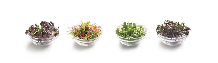 Micro greens sprouts in glass plates isolated on white