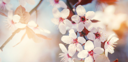Blossoming cherry. Spring background.