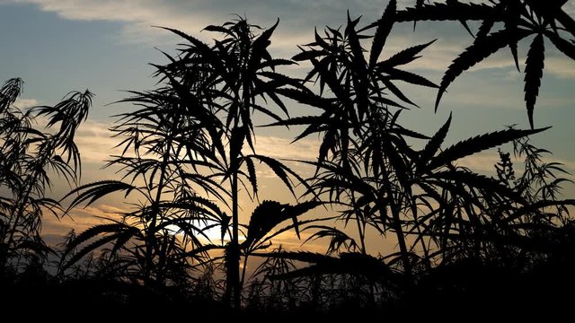 Hemp Field: Time Lapse at Sunrise with Colorful Clouds and Cannabis Plants in Silhouette