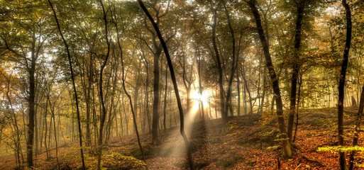 autumn in the forest with backlight