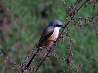 Beautiful bird enjoy early morning in garden
