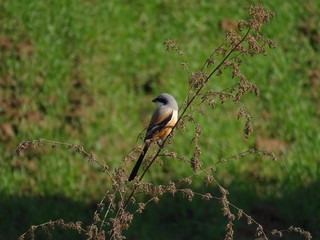 Beautiful bird enjoy early morning in garden