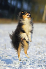 Funny tricolor Sheltie dog jumping up on a snow in winter
