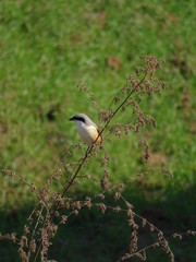 Beautiful bird enjoy early morning in garden