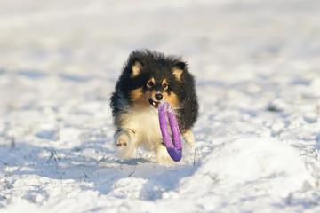 Adorable tricolor Sheltie dog running outdoors on a snow catching a purple puller ring toy in winter