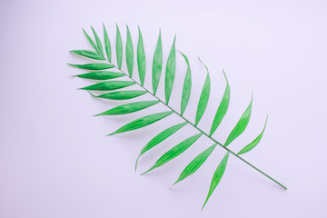 tropical palm branch on a white background, flat lay, top view