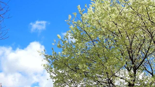Time lapse of Cherry blossom at khun wang national park Chiang Mai in northern Thailand