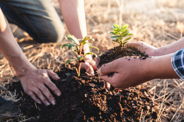 Environment earth day, Hands of two man helping were planting the seedlings and growing of young...