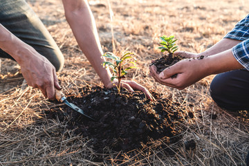 Environment earth day, Hands of two man helping were planting the seedlings and growing of young sprout trees growing into the soil in the garden, planting a small plant concept of ecology