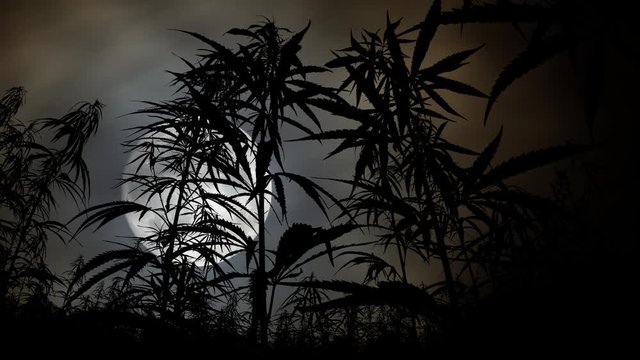 Cannabis Plants Field: Time Lapse by Night with Full Moon and Leaves in Silhouette