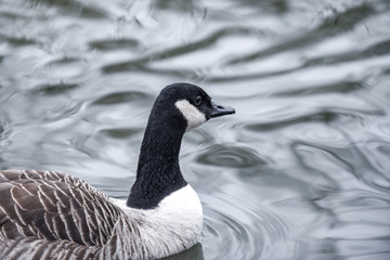 Obraz premium A goose swims alone on a calm lake with moving ripples on the water