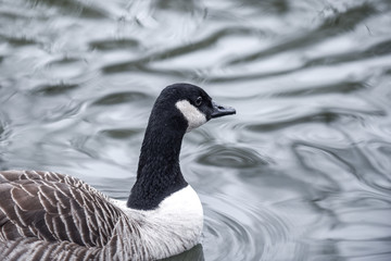 A goose swims alone on a calm lake with moving ripples on the water