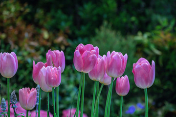 Blurred beautiful pink tulip flower in nature background.Flowers soft blur colors sweet tone background.