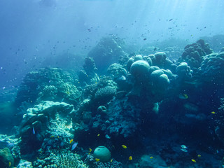 Fototapeta na wymiar colorful underwater coral reef