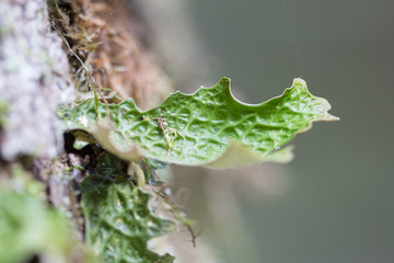 Lobaria pulmonaria, or oak lungwort rare lichens in the primary beech forest and growing on the bark old trees