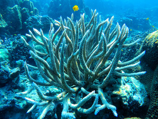 Naklejka na ściany i meble colorful underwater coral reef