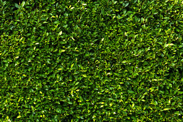 Natural plants leaves texture background