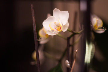 lonely orchid 
