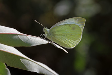 Lying white angel butterfly; Pieris pseudorapae